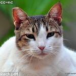 Clyde Schimmel Profile Picture