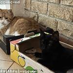 Marisa Schaden Profile Picture