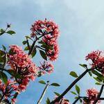 Will Schultz Profile Picture