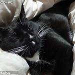 Ignatius Orn Profile Picture