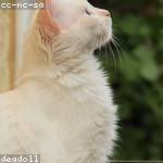 Mack Larkin Profile Picture