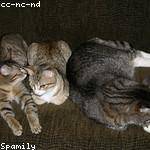 Gustave Gutkowski Profile Picture