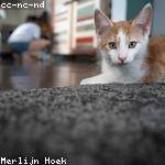 Austen Gottlieb Profile Picture