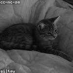 Estella Little Profile Picture