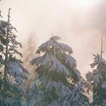 Velva Ward Profile Picture