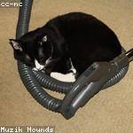 Lennie Collins Profile Picture