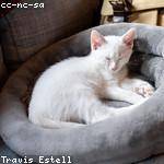 Estel Mosciski Profile Picture