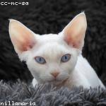 Johathan Emard Profile Picture