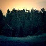 Summer Swift Profile Picture