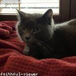 Dewitt Heathcote Profile Picture