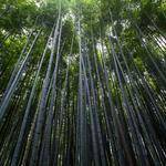 Eda Shanahan Profile Picture