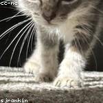 Alison Roob Profile Picture