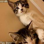 Jarrell Schmidt Profile Picture