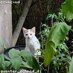 Adah Bauch Profile Picture