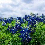 Gerardo Herman Profile Picture