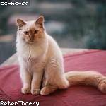 Tatyana Morar Profile Picture