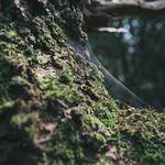 Tevin Dach Profile Picture