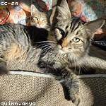 Junius Rohan Profile Picture