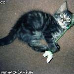 Maia Ritchie Profile Picture