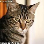 Leta Mayert Profile Picture