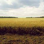 Milan Rempel Profile Picture