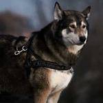 Amani Schoen Profile Picture