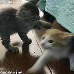 Carmen Pollich Profile Picture