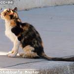 Judson Luettgen Profile Picture