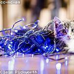 Matteo Walker Profile Picture