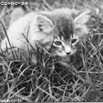 Sedrick Harvey Profile Picture