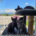 Lavon Green Profile Picture