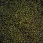 Rudolph Doyle Profile Picture