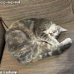 Niko Carter Profile Picture