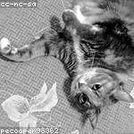 Kaitlyn Williamson Profile Picture