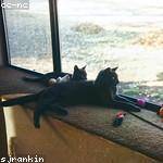 Paris King Profile Picture