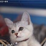 Keegan Armstrong Profile Picture