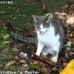 Adriel Bartell Profile Picture