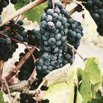 Rhea Homenick Profile Picture