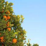 Demetrius Koelpin Profile Picture