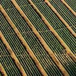 Dion Fisher Profile Picture