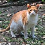 Clare Howell Profile Picture