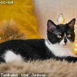 Nettie Jones Profile Picture