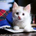 Dahlia Shanahan Profile Picture