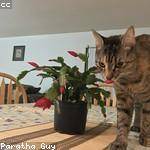 Adriel Ward Profile Picture