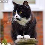 Linda Swift Profile Picture