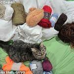 Tyson Blick Profile Picture