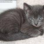 Myrtle Boyle Profile Picture