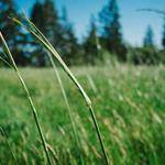 Breana Bergstrom Profile Picture