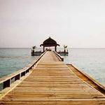 Calista Simonis Profile Picture