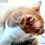 Alfonzo Schoen Profile Picture